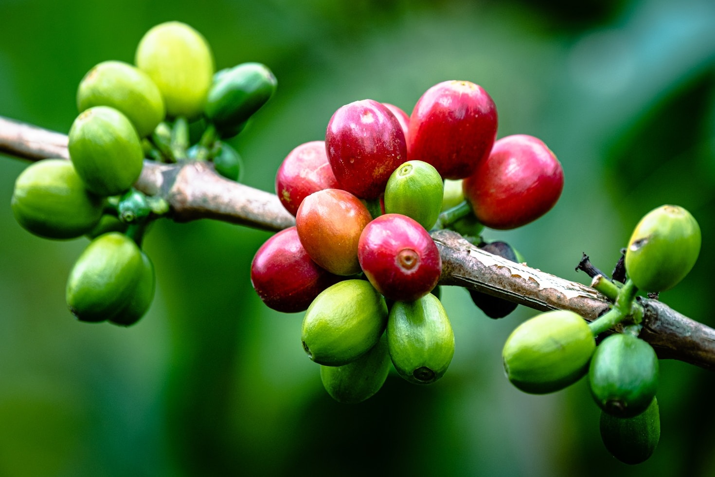 Impactful Sourcing: Supporting Farmers Globally